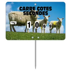 Flash label(protected windows) n°3 SHEEP with wheels, with spike and text, Color: Quadri, With Text: YES
